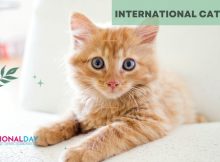International Cat Day Wishes, World Cat Day Quotes & Slogans