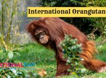 When Is International Orangutan Day messages