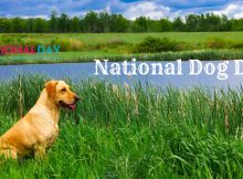 National Dog Day Messages