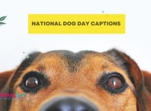 National Dog Day Captions