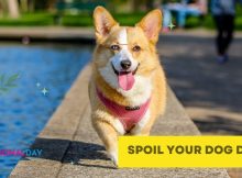 National Spoil Your Dog Day Messages, Wishes, Quotes, Sayings